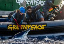 Greenpeace libera tiburones capturados por un pesquero español y denuncia la insostenibilidad de la pesca industrial