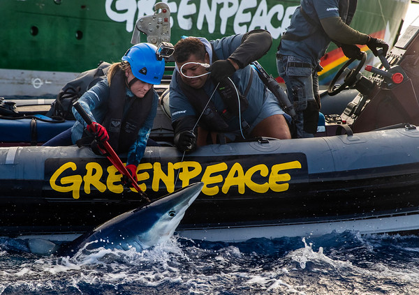 Greenpeace libera tiburones capturados por un pesquero español y denuncia la insostenibilidad de la pesca industrial