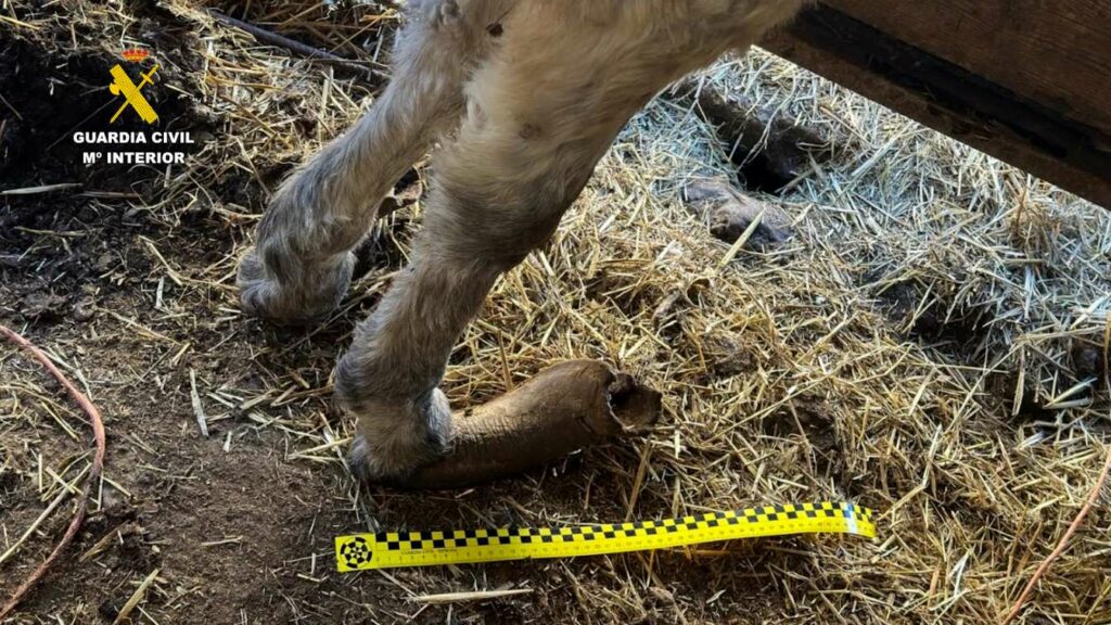 investigado maltrato burros 2