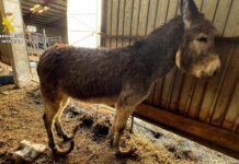 Investigado un ganadero por maltrato continuado a varios burros en Burgos