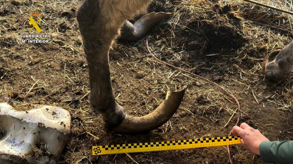 investigado maltrato burros 3