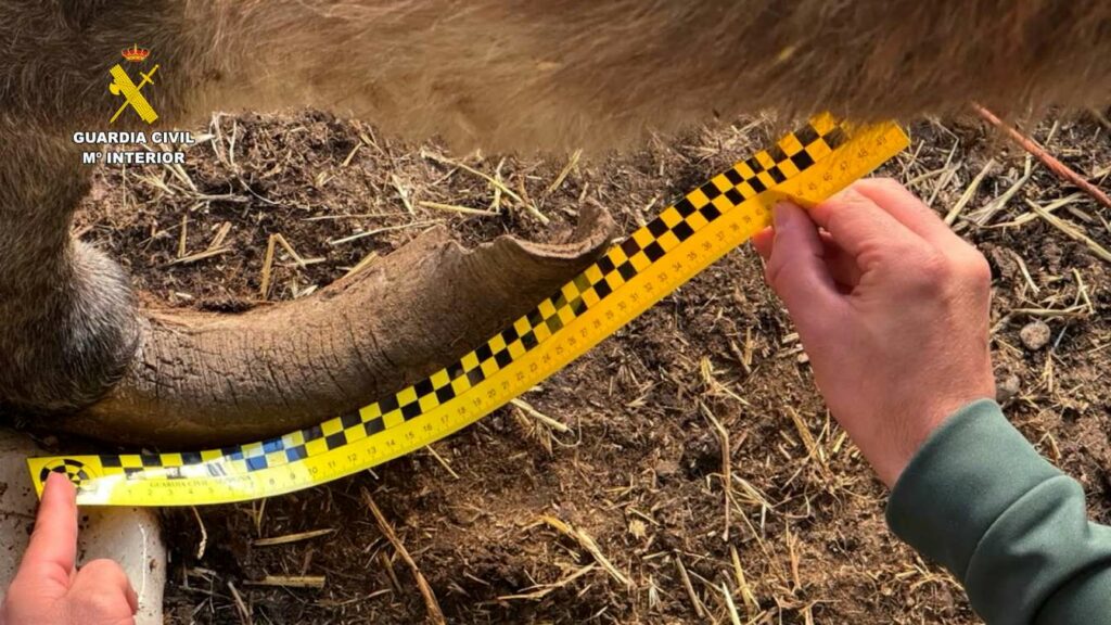 investigado maltrato burros 4