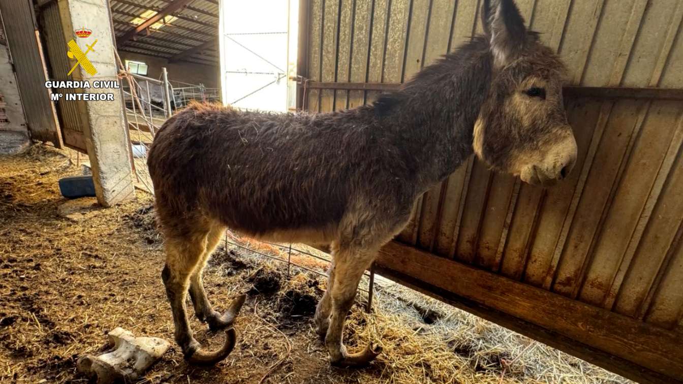 Investigado un ganadero por maltrato continuado a varios burros en Burgos