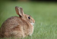 La Junta pone en marcha un plan coordinado de control de conejos en las zonas con sobrepoblación para proteger los cultivos