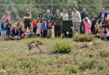 La Junta lleva a cabo la primera translocación entre comunidades autónomas cediendo un ejemplar de lince ibérico a Castilla y León