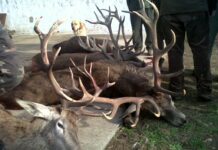 La organización colegial veterinaria de Castilla-La Mancha rechaza la figura del ‘cazador formado’