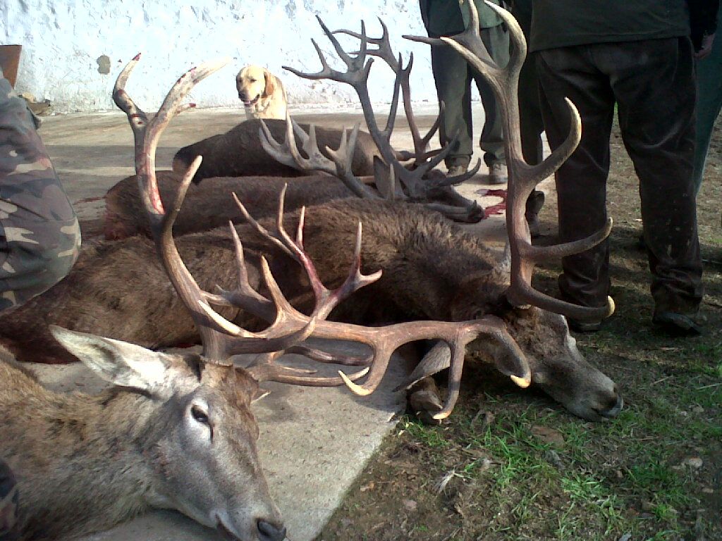 La organización colegial veterinaria de Castilla-La Mancha rechaza la figura del ‘cazador formado’