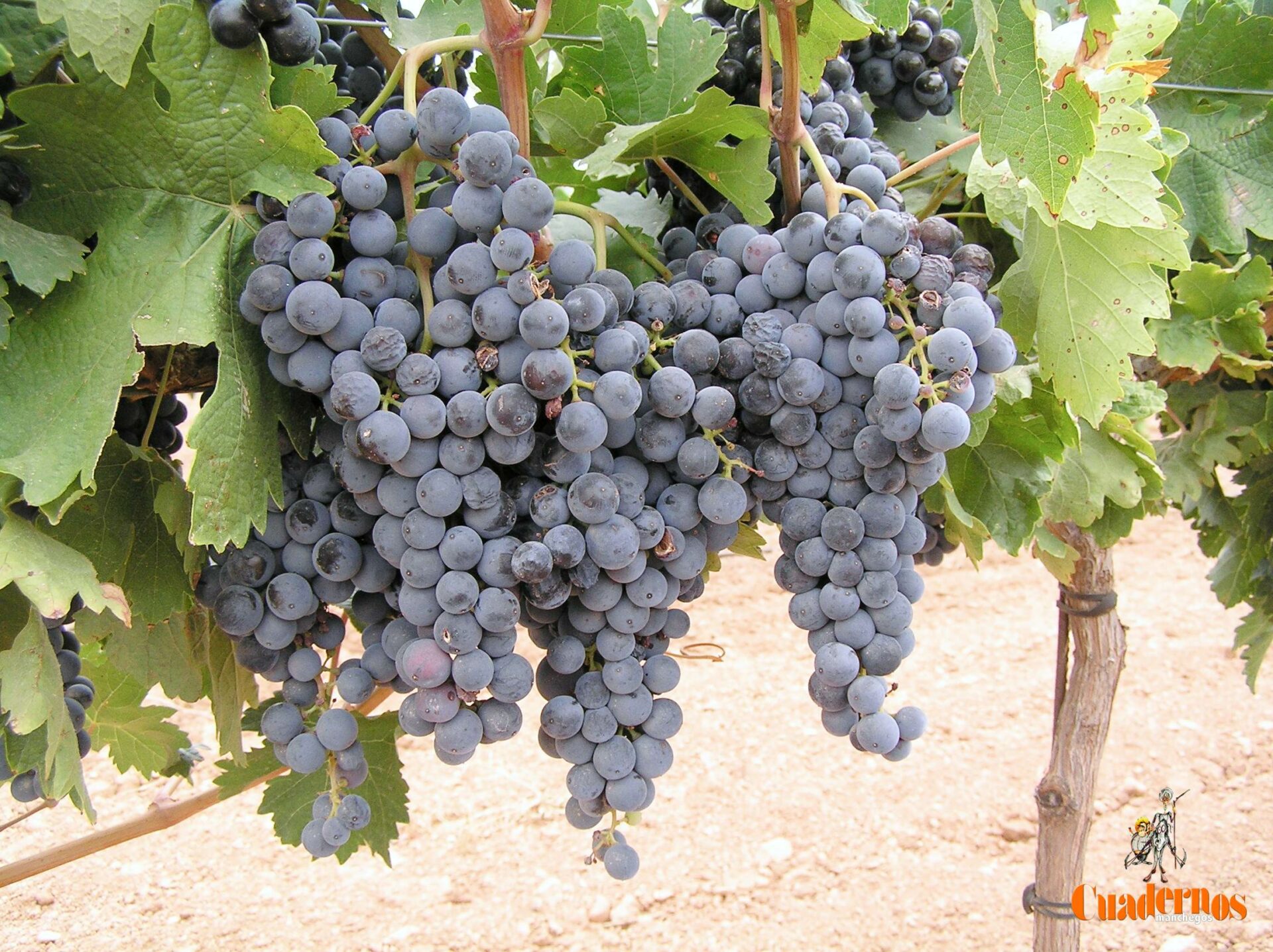 El Gobierno de CLM pagará en junio cien millones de euros de la campaña de la PAC 2024