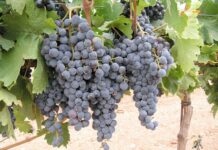 El Gobierno de CLM pagará en junio cien millones de euros de la campaña de la PAC 2024