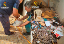 SEPRONA rescata un perro abandonado en una casa deshabitada e investiga a una persona por un delito de maltrato animal