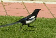 Conozca más sobre la palabra urraca