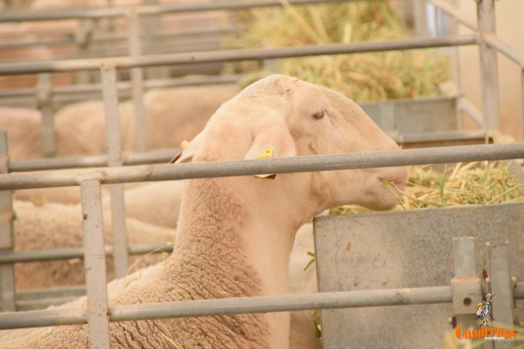 subasta semental 3es fercam 3