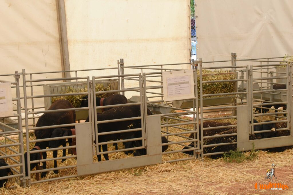 subasta sementales fercam