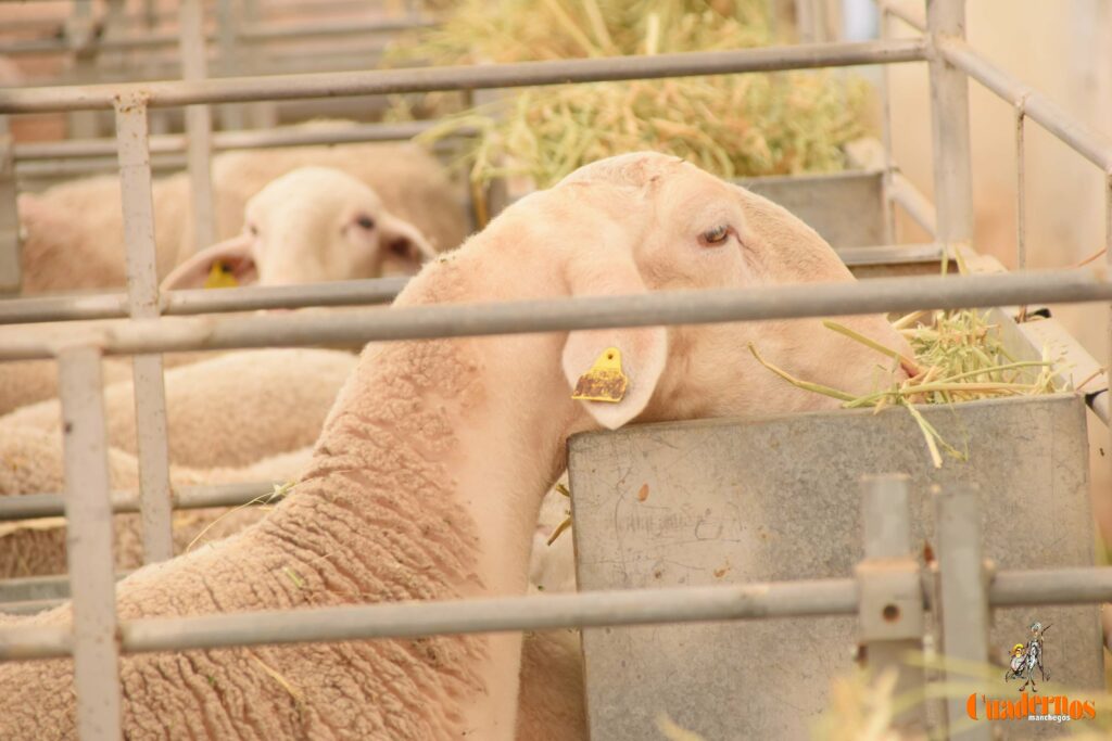 subasta sementales fercam 2