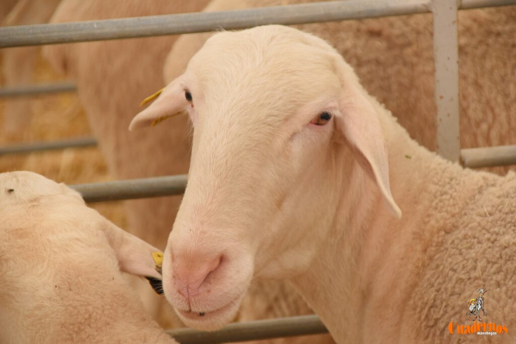 subasta sementales fercam 4