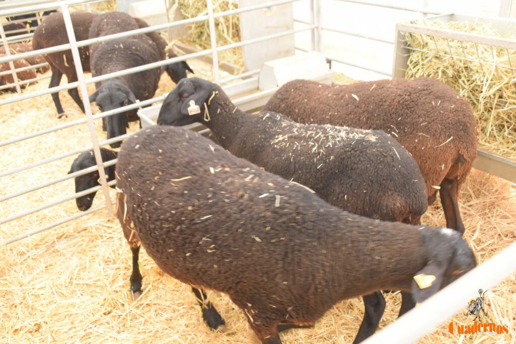 subasta sementales fercam 5