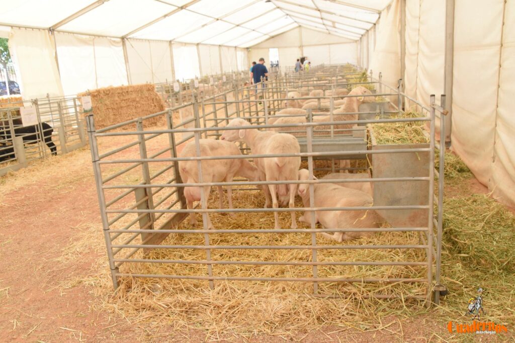 subasta sementales fercam 6