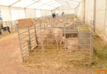 3850 euros, puja más alta de la subasta de sementales de Fercam 2025