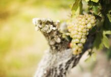 Unión de Uniones de CLM denuncia que PP y PSOE pactan un Estatuto que traiciona al campo castellanomanchego