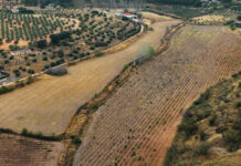 Nace la asociación Valdepeñas Vive Verde para impulsar la renaturalización de la ciudad