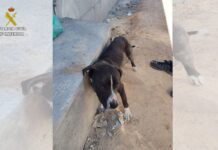 Abandonan a un perro atado a pleno sol en Valdepeñas