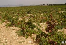 ASAJA CLM marca su posición sobre la reforma de la PAC: ni una sola medida que suponga una pérdida de renta para los agricultores y ganaderos