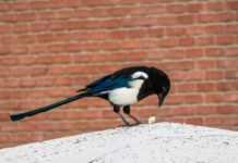 Daimiel acogerá la Charla-Taller: ¿Cómo ayudamos a las aves urbanas?