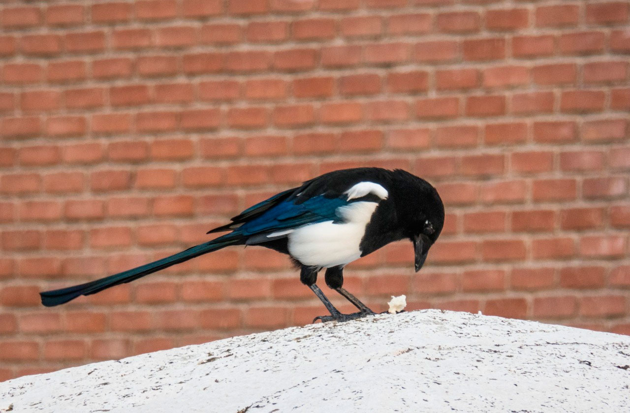 Daimiel acogerá la Charla-Taller: ¿Cómo ayudamos a las aves urbanas?