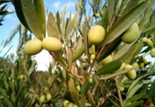 Unión de Uniones anuncia que recurrirá a los tribunales si el Ministerio de Agricultura no cumple la Ley 1/2025 y activa la ayuda al olivar y al viñedo