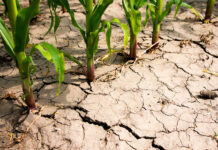 Seis millones de euros para ayudar a 4.100 agricultores de CLM y paliar los efectos de la sequía en sus explotaciones