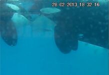 Primer registro científico de un “beso” entre orcas salvajes, documentado por Loro Parque Fundación