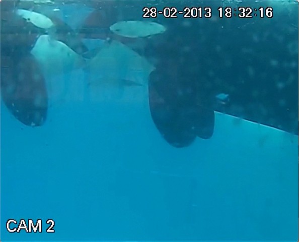 Primer registro científico de un “beso” entre orcas salvajes, documentado por Loro Parque Fundación