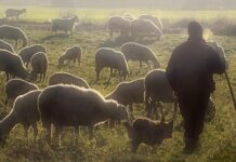 Unión de Uniones alerta de la caída de precio y producción de la leche de ovino y caprino e insta a la Administración a mover ficha