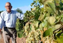 Eusebio Becerra García será Vendimiador del Año en la XII Fiesta de la Vendimia Tradicional