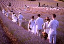 Brihuega y su festival de la lavanda, un espectáculo de color y luz