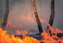 A 20 años del incendio de Guadalajara: el silencio imperdonable del PSOE