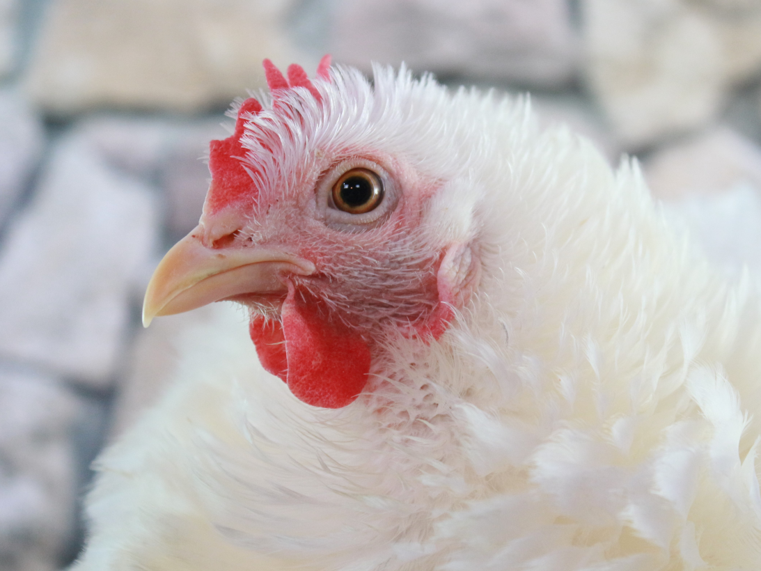 La Consejería de Agricultura establece medidas de control y prevención en coordinación con la Consejería de Sanidad y el Ministerio tras la detección de un foco de Influenza Aviar