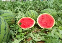 Segunda sesión de la lonja del melón y la sandía en Castilla-La Mancha sin cotizaciones por la inestabilidad del mercado