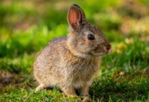 La Unión de agricultores y ganaderos de Castilla-La Mancha solicita el respaldo de los ayuntamientos al Documento Técnico contra la plaga de conejos en Castilla-La Mancha