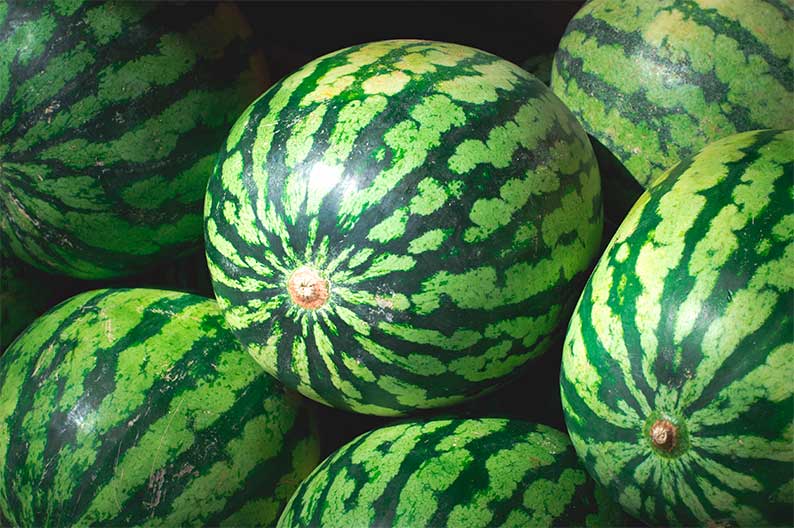 Precios para los primeros melones y sandías de Castilla-La Mancha