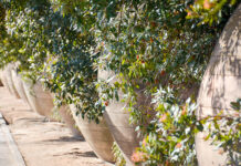 El 23 de julio comenzará el servicio de seguridad privada del Parque Urbano Martínez de Tomelloso