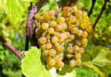 El Consejo de Gobierno acuerda declarar el día 30 de noviembre como Día de la Variedad Airén en Castilla-La Mancha