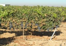 El anticipo de la PAC 2025 llegará al 70 por ciento y se pagará a partir del 16 de octubre para que agricultores y ganaderos afronten el año agronómico con más liquidez