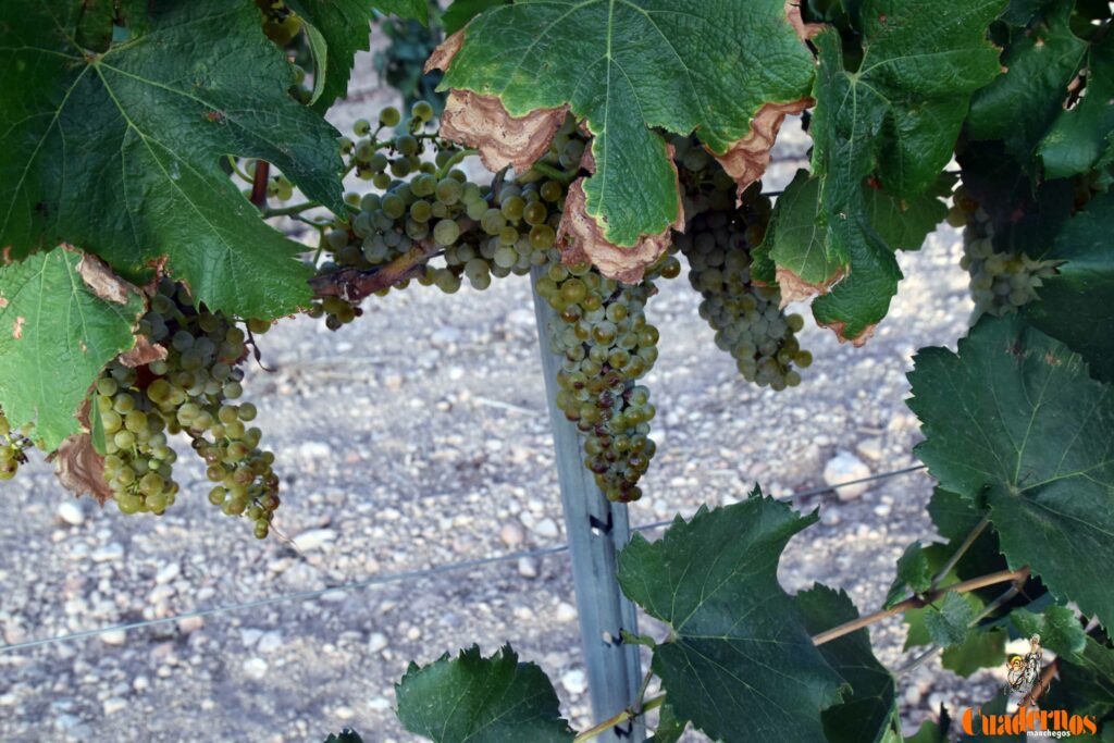 arranca vendimia vinicola tomelloso 01