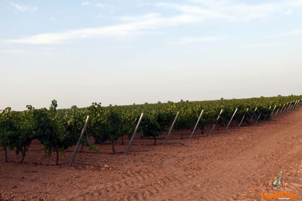 arranca vendimia vinicola tomelloso 02