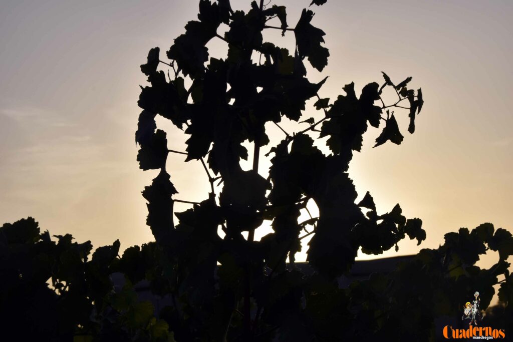 arranca vendimia vinicola tomelloso 04