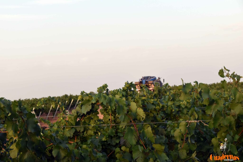 arranca vendimia vinicola tomelloso 05