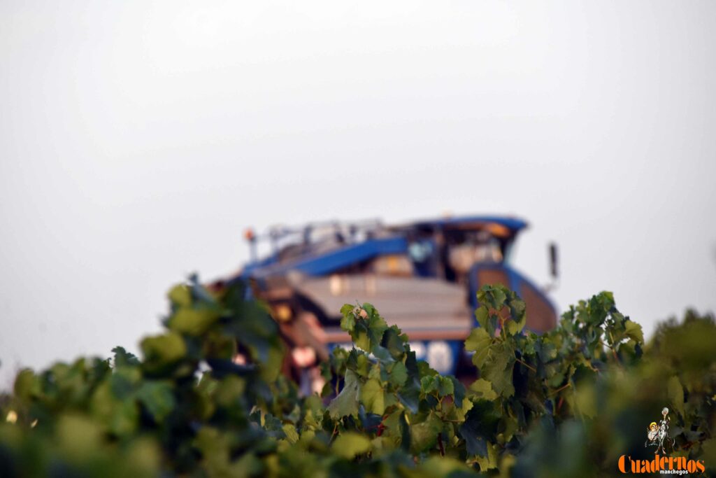 arranca vendimia vinicola tomelloso 06