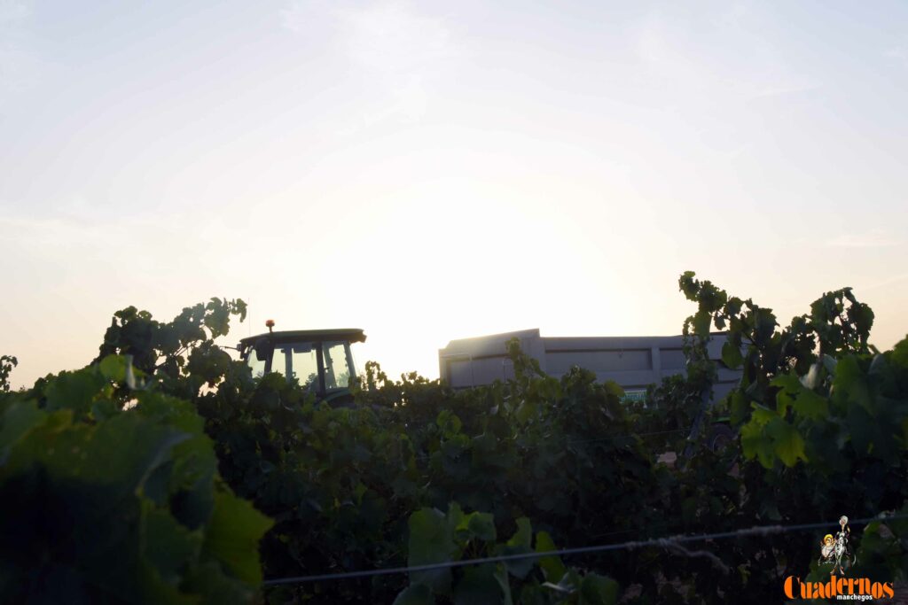 arranca vendimia vinicola tomelloso 09