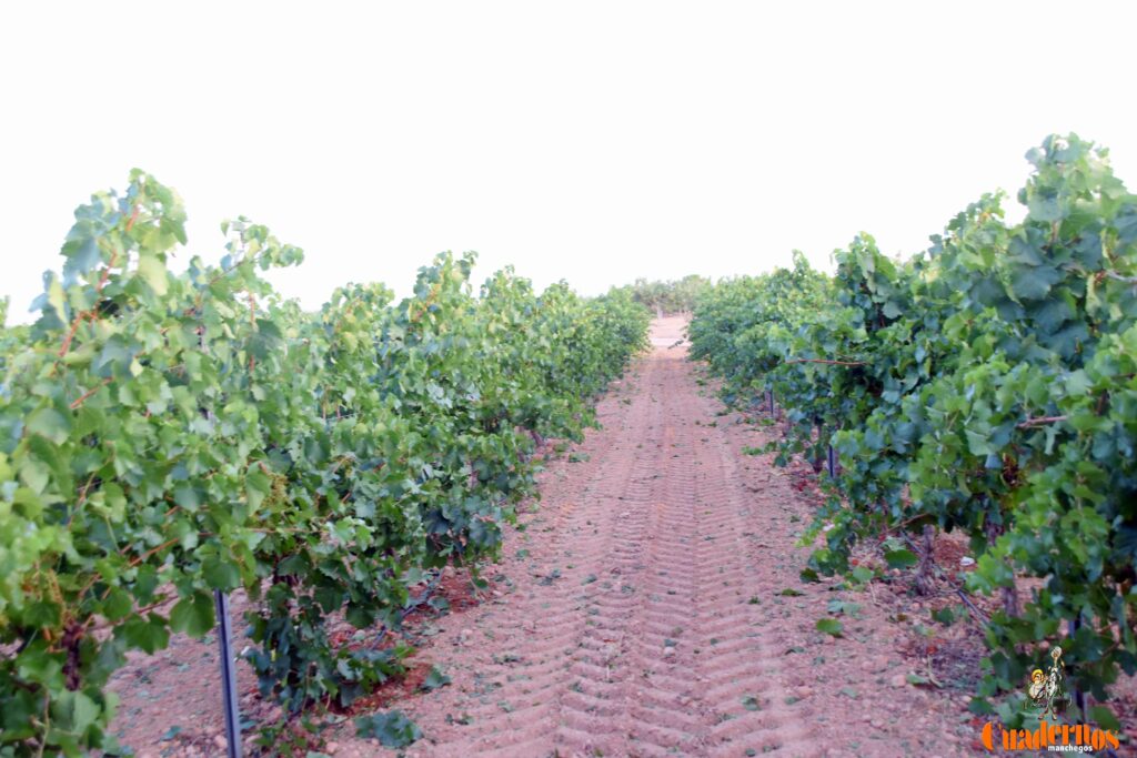 arranca vendimia vinicola tomelloso 10